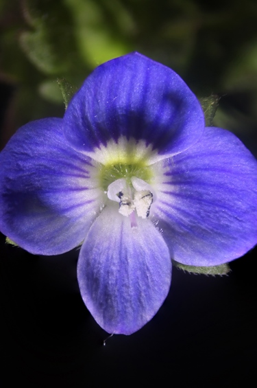 阿拉伯婆婆纳 2