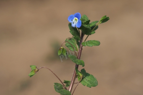 阿拉伯婆婆纳 3