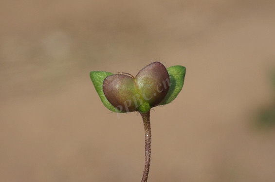 阿拉伯婆婆纳 4