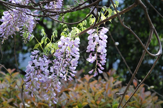 多花紫藤 3