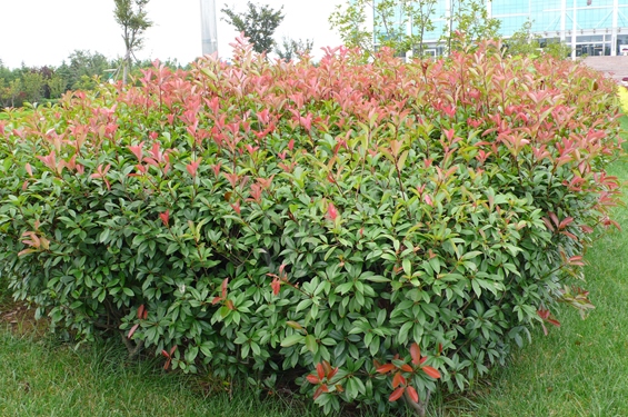 红叶石楠