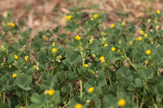 南苜蓿 3