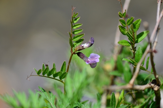 野豌豆