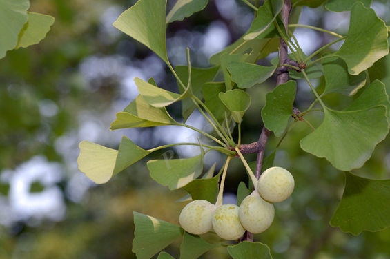 银杏