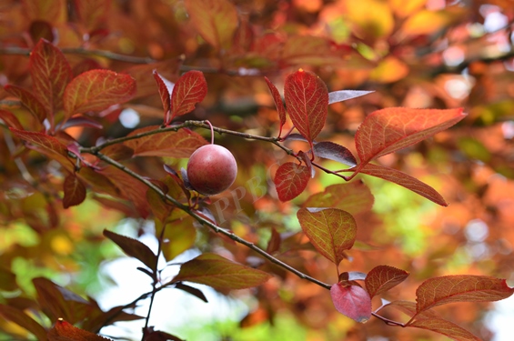 紫叶李 3
